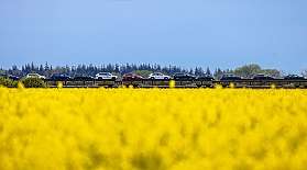 Die Transportwagen des blauen AUTOZUG Sylt fahren durch ein blühendes Rapsfeld.