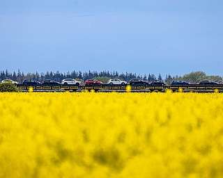 Die Transportwagen des blauen AUTOZUG Sylt fahren durch ein blühendes Rapsfeld.